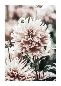 Dahlia-1