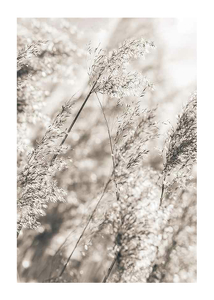 Poster Dried Plants No3