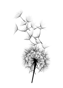 Poster Dandelion Wish