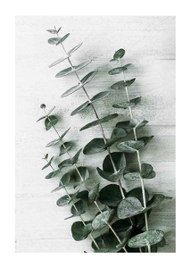 Poster Eucalyptus No6