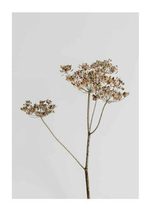 Poster Single Dried Flower