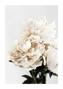 Poster Peonies Closeup