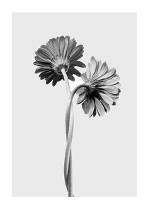 Poster Daisies Intertwined