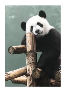 Giant Panda Bear-1