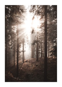 Poster Sunbeams Through Autumnal Trees